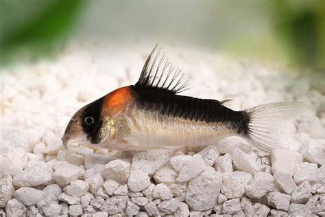 Cory Catfish 101: Essential Care, Food, Breeding & .